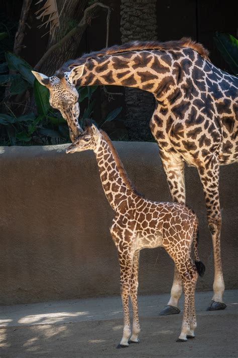 Masai giraffe calf makes debut at Los Angeles Zoo